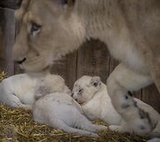 Baltojo liūto jaunikliai Prancūzijos zoologijos sode