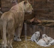 Baltojo liūto jaunikliai Prancūzijos zoologijos sode