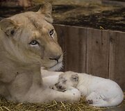 Baltojo liūto jaunikliai Prancūzijos zoologijos sode