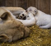 Baltojo liūto jaunikliai Prancūzijos zoologijos sode