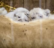 Baltojo liūto jaunikliai Prancūzijos zoologijos sode