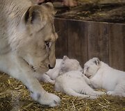 Baltojo liūto jaunikliai Prancūzijos zoologijos sode