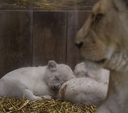 Baltojo liūto jaunikliai Prancūzijos zoologijos sode
