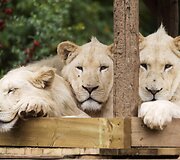 Baltojo liūto jaunikliai Prancūzijos zoologijos sode