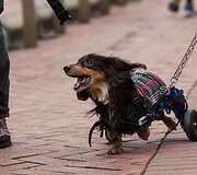 Kinijoje vyko taksų eitynės &bdquo;Sausage walk&ldquo;