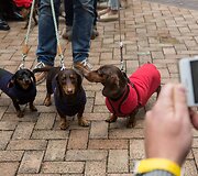 Kinijoje vyko taksų eitynės &bdquo;Sausage walk&ldquo;