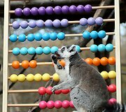 Kasmetinis gyvūnų sura&scaron;ymas Londono zoologijos sode