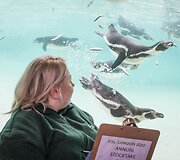 Kasmetinis gyvūnų sura&scaron;ymas Londono zoologijos sode