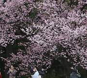 Japonai jau džiaugiasi pražydusiomis sakuromis