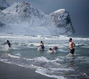 Ledinio arktinio vandens nebijantys banglentininkai Lofoteno salose