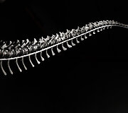 Dinozauro griaučiai Paryžiaus muziejuje