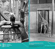 Jubiliejinė zoo paroda Nemuno saloje