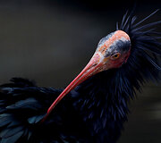 Ibis Vienos zoologijos sode