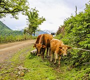 Adžarijos turizmo TOP 10: ar viską i&scaron;bandėte?