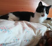 Endriejavo seniūnijoje veikianti gyvūnų prieglauda