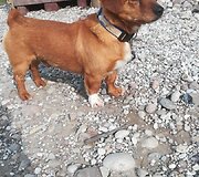 Endriejavo seniūnijoje veikianti gyvūnų prieglauda