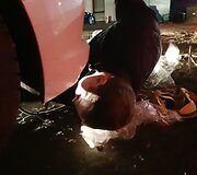 Bėdos i&scaron;tiktai &scaron;eimai i&scaron; pajūrio į pagalbą suskubo būrys nepažįstamųjų