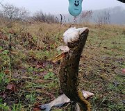 Vėgėlių žvejyba Nemune
