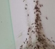 Blakės ir blakių sukandžioti nuteistieji Pravieni&scaron;kių pataisos namuose