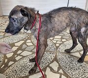 Kai&scaron;iadoryse i&scaron;gelbėti tamsoje tvarte laikyti i&scaron;badėję &scaron;unys