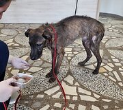 Kai&scaron;iadoryse i&scaron;gelbėti tamsoje tvarte laikyti i&scaron;badėję &scaron;unys