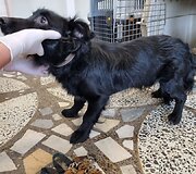 Kai&scaron;iadoryse i&scaron;gelbėti tamsoje tvarte laikyti i&scaron;badėję &scaron;unys