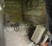Kai&scaron;iadoryse i&scaron;gelbėti tamsoje tvarte laikyti i&scaron;badėję &scaron;unys
