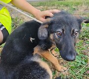 Kai&scaron;iadoryse i&scaron;gelbėti tamsoje tvarte laikyti i&scaron;badėję &scaron;unys