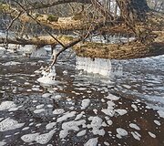 &Scaron;u&scaron;vės upėje gamta &bdquo;prikepė&ldquo; vandens &scaron;akočių ir blynų
