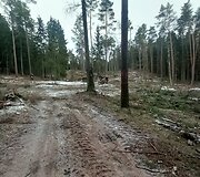 Kurortinėje Kačerginės teritorinėje kertami medžiai