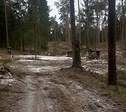Kurortinėje Kačerginės teritorinėje kertami medžiai