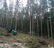 Aplinkosaugininkų nuotraukoje, padarytoje sanitarinių kirtimų vietoje, matyti žievėgraužio tipografo pažeisti medžiai 