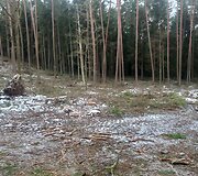 Kurortinėje Kačerginės teritorinėje kertami medžiai