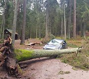 Kurortinėje Kačerginės teritorinėje kertami medžiai