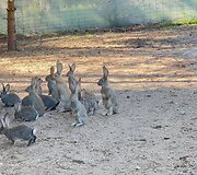 Belgų didieji triu&scaron;iai perlinių danielių ūkyje