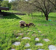Kelionė į Bratislavą