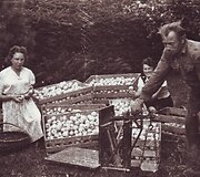 Gausus obuolių derlius Obelynėje 1953 m.