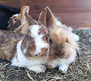Basų kojų takas &scaron;alia Kadagių slėnio