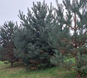Mažosios gatvės Raudondvaryje žalioji zona, kur žadama nutiesti kelią