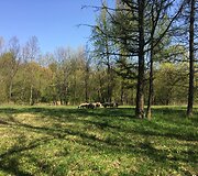 &bdquo;VasaRojaus&ldquo; teritorija iki įkuriant kupolinių namelių kaimelį