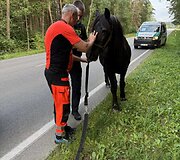 Kauno rajone paramedikai ir policija gelbėjo keliu įėjusį arklį