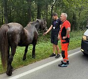 Kauno rajone paramedikai ir policija gelbėjo keliu įėjusį arklį