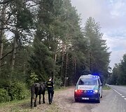 Kauno rajone paramedikai ir policija gelbėjo keliu įėjusį arklį