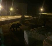 Ignalinos gatvėse per Kalėdas pasirodė me&scaron;ka