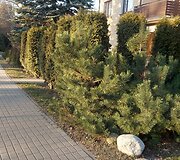 Kauniečio užfiksuoti galimi pažeidimai Žaliakalnyje