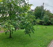 Kauniečio užfiksuoti galimi pažeidimai Žaliakalnyje