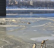 Ugniagesiai gelbėtojai Kaune vadavo lede į&scaron;alusią gulbę bei antį