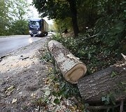 Kaune ant pravažiuojančios ma&scaron;inos užgriuvęs medis sužalojo vairuotoją