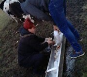 Gyvūnų gelbėtojai susirūpino &Scaron;ilutės rajono laukuose aptiktais galvijais