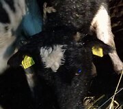 Gyvūnų gelbėtojai susirūpino &Scaron;ilutės rajono laukuose aptiktais galvijais